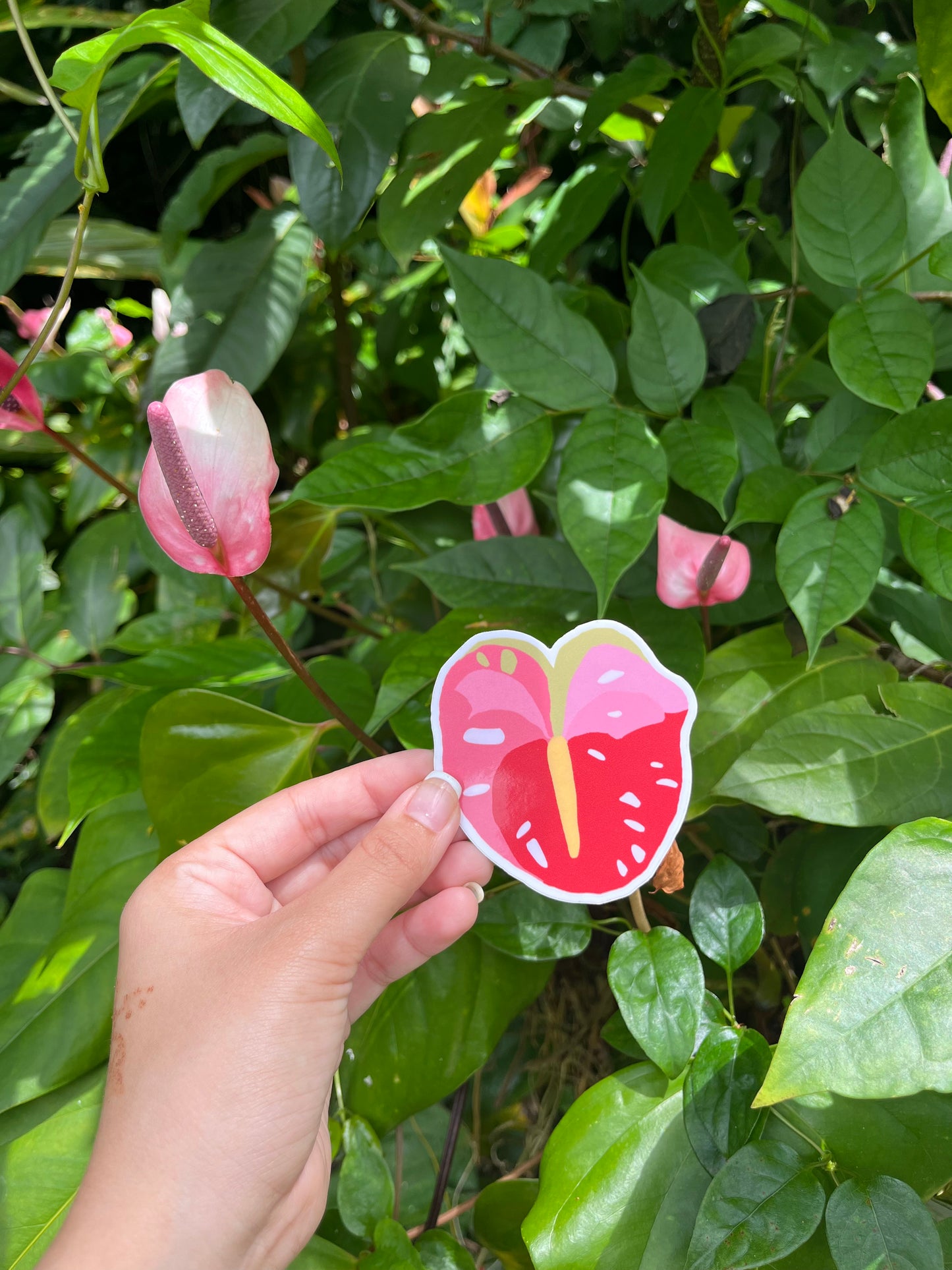 Anthurium Sticker