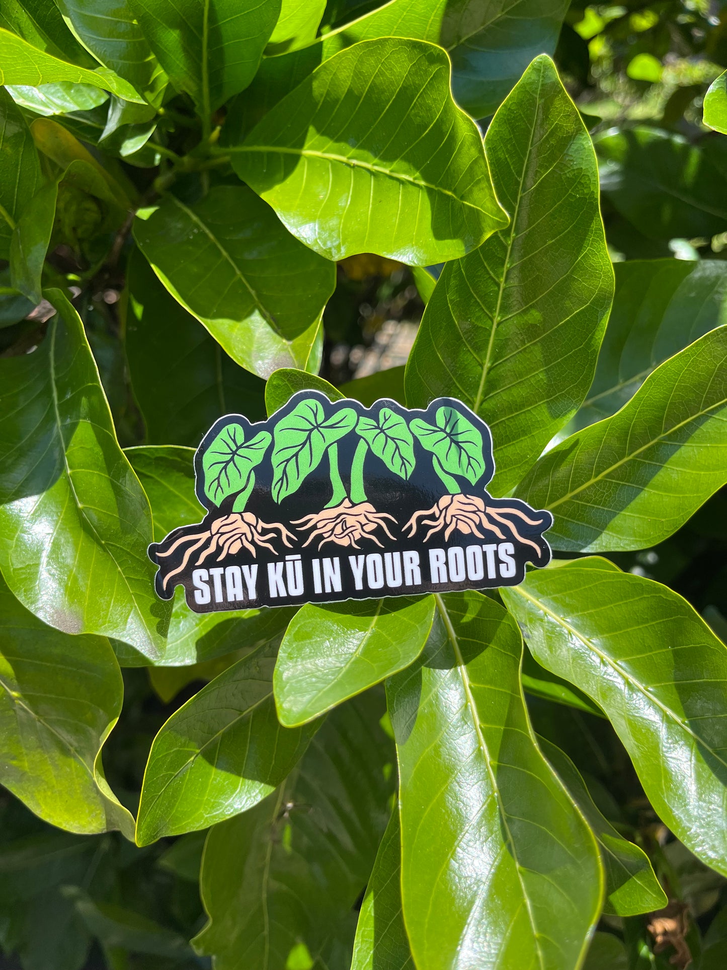 Stay Kū In Your Roots Sticker